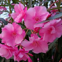 Цветы Абхазии! :: Валентина Нефёдова Цветы Абхазии! :: Валентина Нефёдова