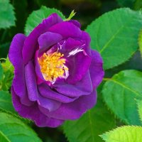 О красоте цветов. :: Милешкин Владимир Алексеевич 