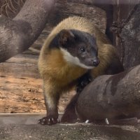 Харза :: <<< Наташа >>>