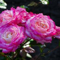 Ещё цветут на городских клумбах розы. :: Милешкин Владимир Алексеевич Ещё цветут на городских клумбах розы. :: Милешкин Владимир Алексеевич