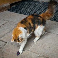 Трёхцветная кошка :: Aleksey Afonin Трёхцветная кошка :: Aleksey Afonin