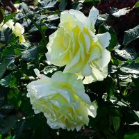 Розы на городской клумбе. :: Милешкин Владимир Алексеевич 