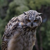 Филин :: SanSan 