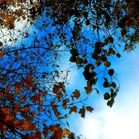 Осеннее небо :: Натали 