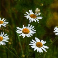 Ромашки :: Игорь Сикорский Ромашки :: Игорь Сикорский