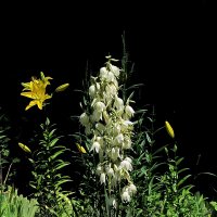 Летние цветы :: Роман Савоцкий