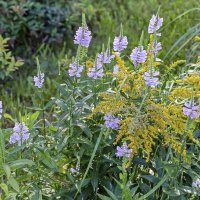 Цветы на газоне :: Валерий Иванович Цветы на газоне :: Валерий Иванович