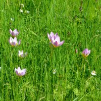 Весна в Ботаническом... Май. :: Наташа *****