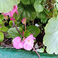 Цветы. :: Владимир Драгунский