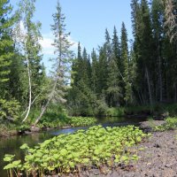 Река Хултынья :: Галина Ильясова