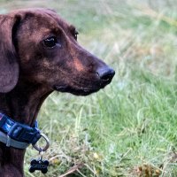 *** :: Владимир Безбородов *** :: Владимир Безбородов