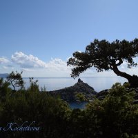 Природа Крыма :: Amazing Cosmea Природа Крыма :: Amazing Cosmea