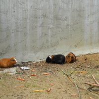 МОРСКИЕ_СВИНКИ_У_СТЕНЫ :: Сергей Янович Микк