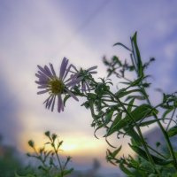 На закате :: Любимова Ольга 