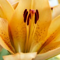 Лилия :: IRinA*** Лилия :: IRinA***