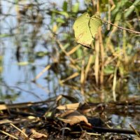 Мимикрия в действии. :: Сергей Адигамов Мимикрия в действии. :: Сергей Адигамов