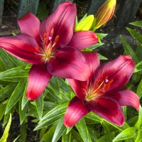 Наши лилии Тачстоун :: Валентин Семчишин