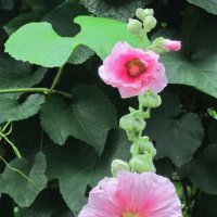 Мальва :: Дмитрий Никитин