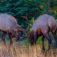 Олень Вапити :: Aleksey Afonin