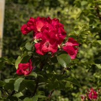 Цветёт всё лето :: Петр Беляков