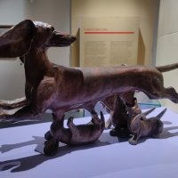 На выставке "Жизнь замечательных собак". Такса Фифи. Автор  Марина Островская :: Ирэн 