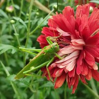 Кузнечик :: Валентина Богатко 