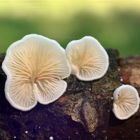 Крепидот разворачивающийся :: Геннадий Супрун Крепидот разворачивающийся :: Геннадий Супрун