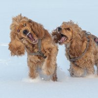 Зимние прогулки с собаками. :: Павел Харлин