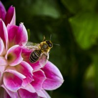 * :: Осень * :: Осень