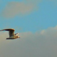 *** :: Владимир Насыпаный 