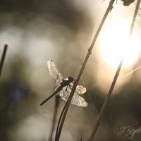 *** :: Елена Kазак (selena1965)