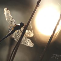 *** :: Елена Kазак (selena1965)