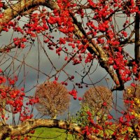 С Яблочным Спасом-Преображением Господним! :: Aida10 С Яблочным Спасом-Преображением Господним! :: Aida10