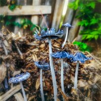 Городские грибы :: AZ east3