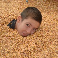 В кукурузной песочнице :: Сергей 