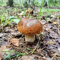 Белый гриб :: Валерий Судачок