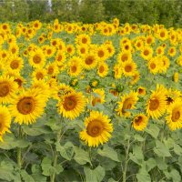 Первый день отпуска :: Анастасия Северюхина Первый день отпуска :: Анастасия Северюхина