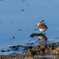 Белохвостый песочник. :: Yuri Chudnovetz Белохвостый песочник. :: Yuri Chudnovetz