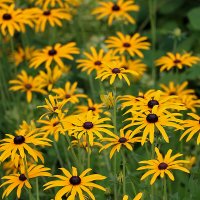 "Стадо" рудбекий :: Светлана "Стадо" рудбекий :: Светлана