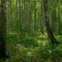 В тени леса :: Сергей Швечков
