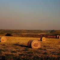 Поля.... :: Evgeny Mameev