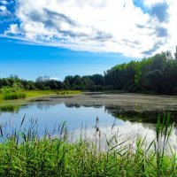 Про озёра Смоленщины. :: Милешкин Владимир Алексеевич Про озёра Смоленщины. :: Милешкин Владимир Алексеевич