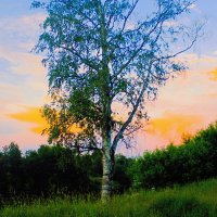 Летний вечер :: Сергей Кочнев