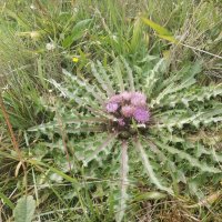 Звезда :: Андрей Хлопонин