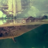 112 (219) :: СТРЕН 