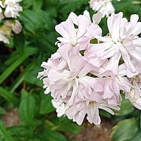 Цветы. :: Владимир Драгунский