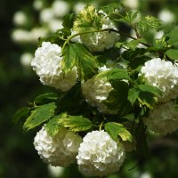 Весна в Ботаническом... Май. :: Наташа ***** Весна в Ботаническом... Май. :: Наташа *****