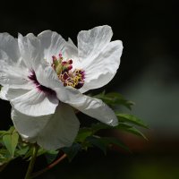 Весна в Ботаническом... Май. :: Наташа ***** Весна в Ботаническом... Май. :: Наташа *****