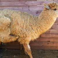 ПРОФИЛЬ_АЛЬПАКА :: Сергей Янович Микк