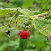 Лесная малина. :: Любимова Ольга 